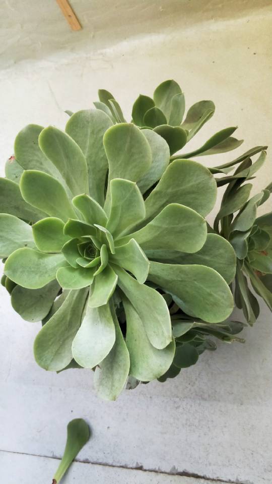 花卉
