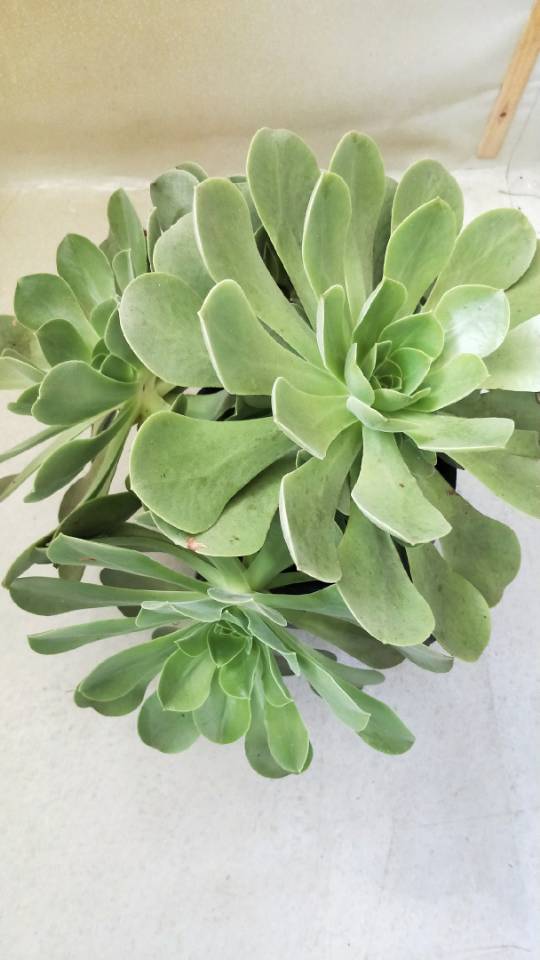 莲花掌