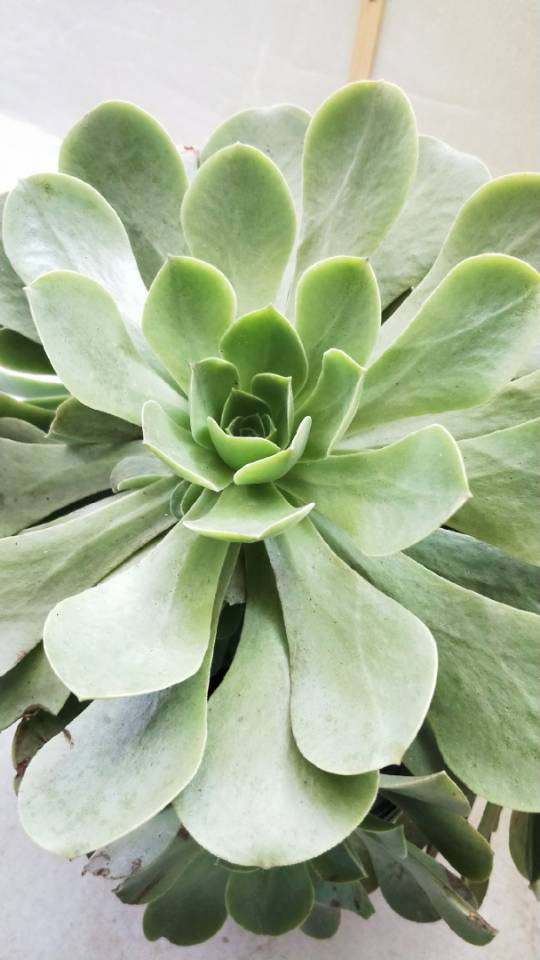 莲花掌