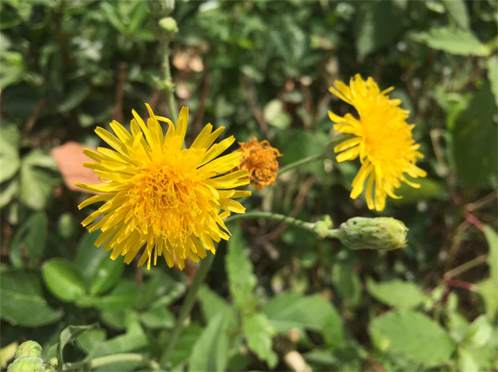苦苣菜