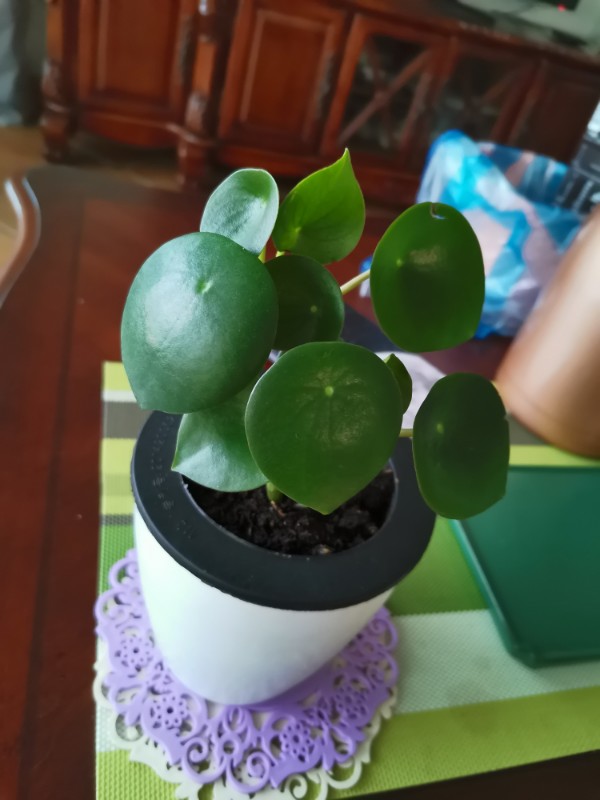 花卉