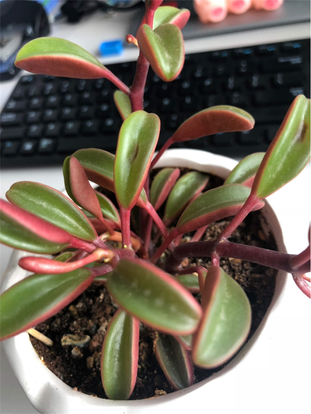 红背椒草
