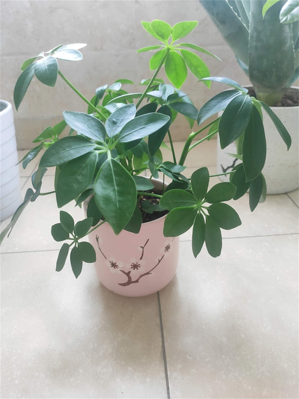 招财树
