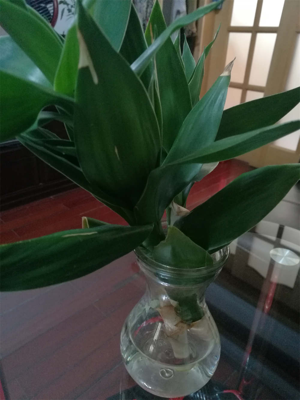 观音竹