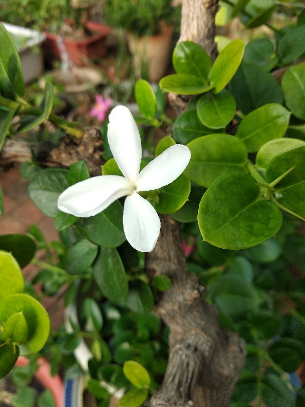 铁茉莉