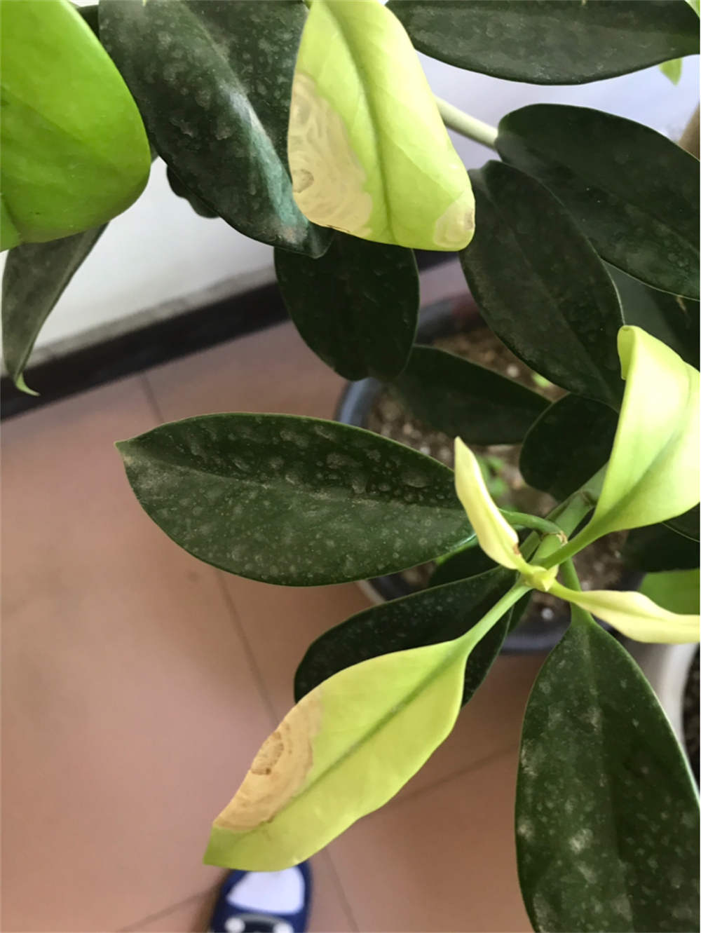非洲茉莉