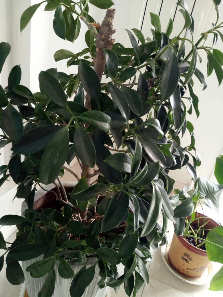 非洲茉莉