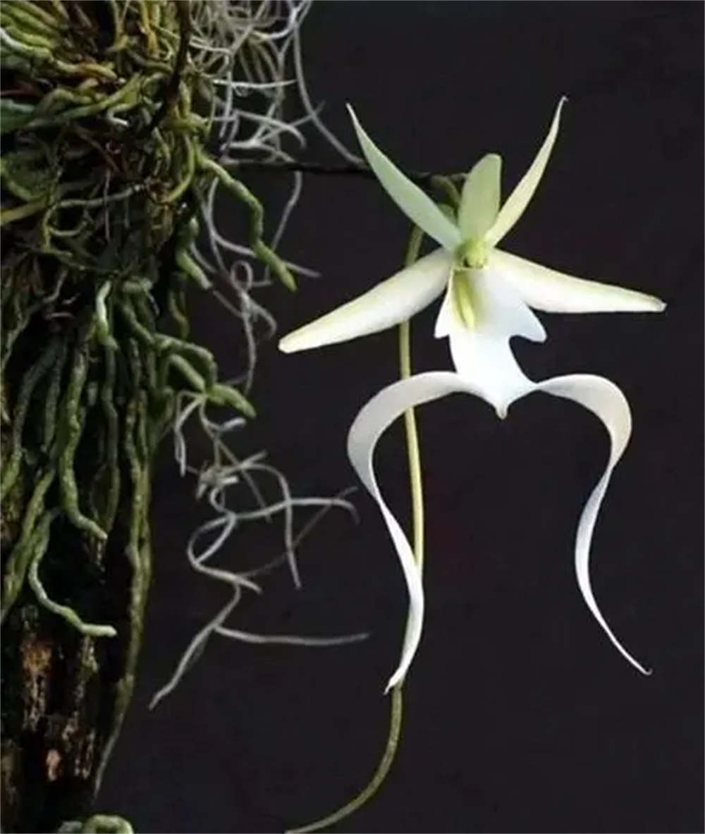 花卉