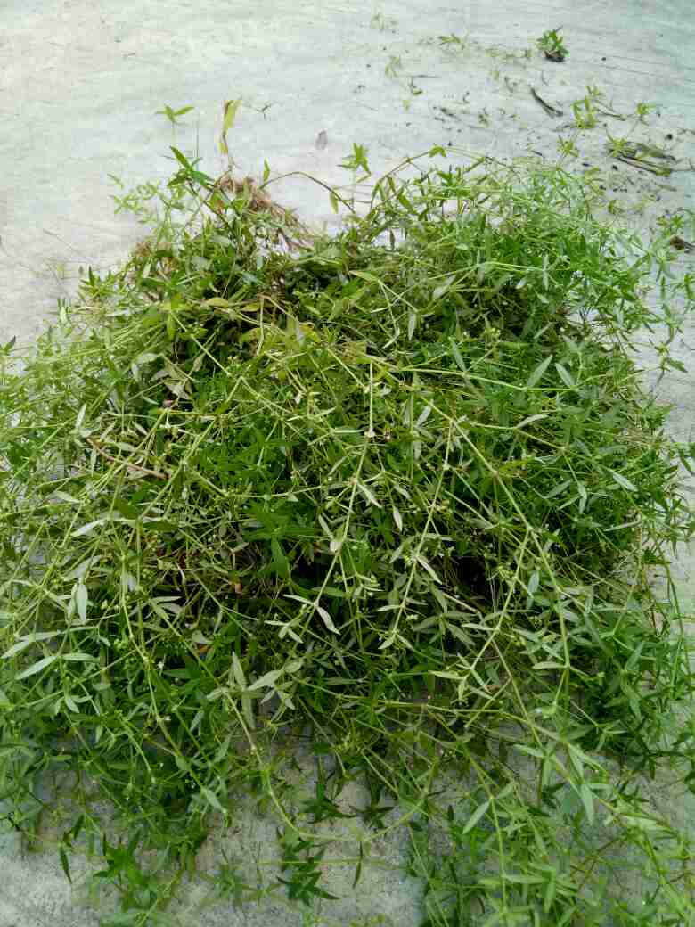 蛇舌草