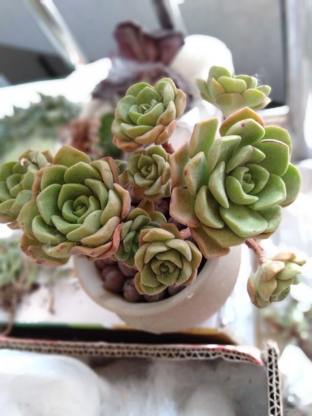 百合丽丽