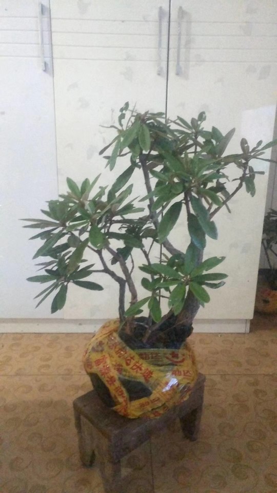 花卉