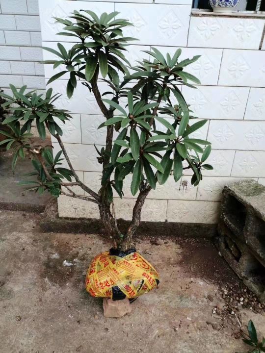 花卉