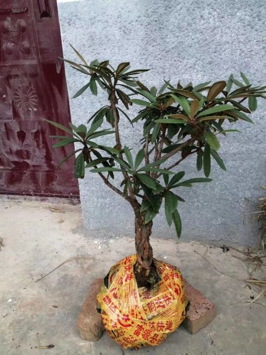 花卉