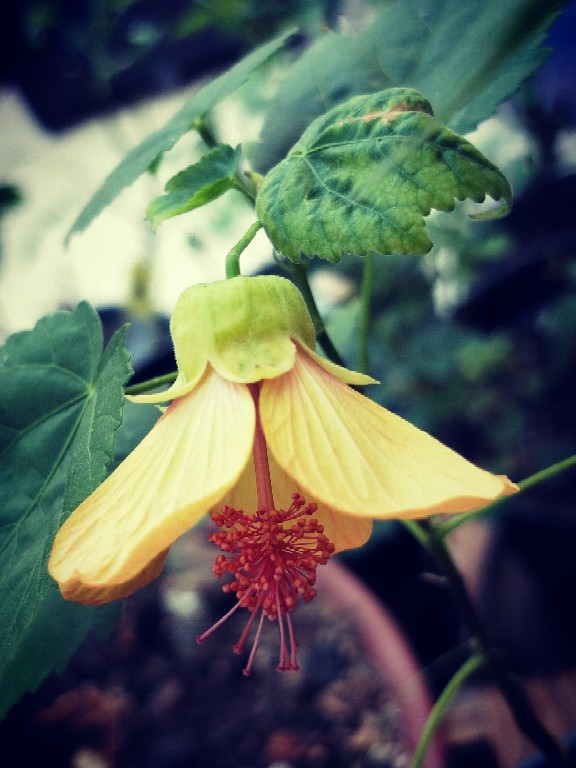 纹瓣悬铃花