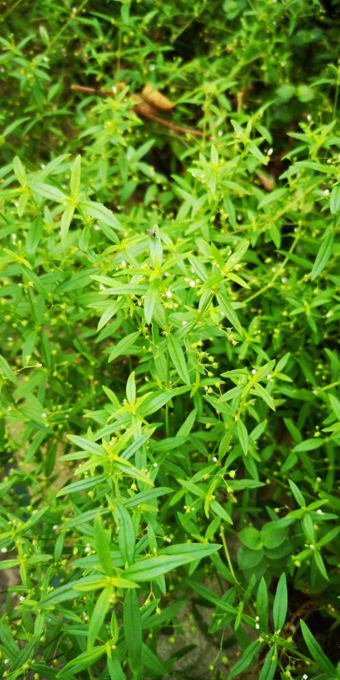 蛇舌草