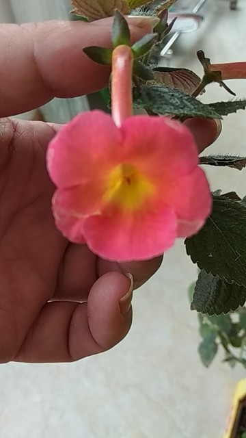 长筒花
