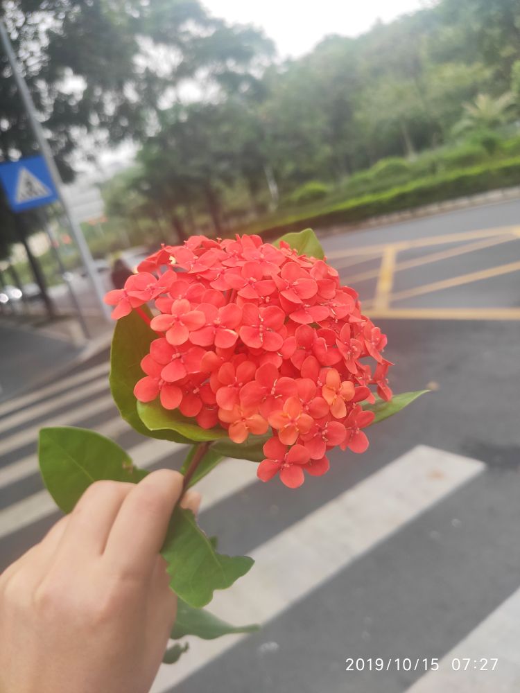 仙丹花