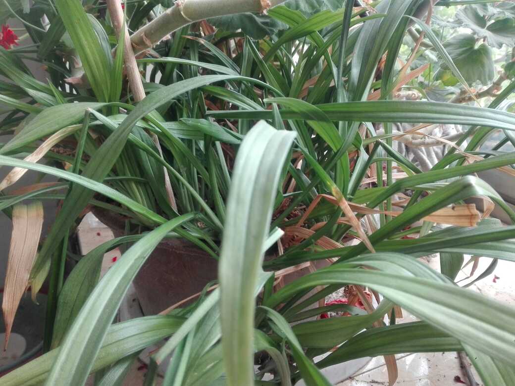 花卉