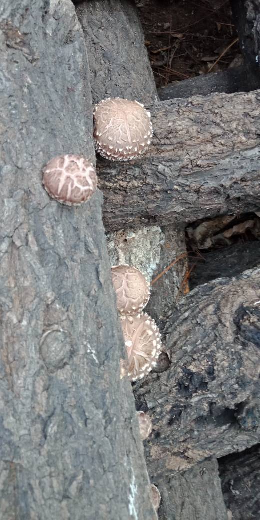 香菇
