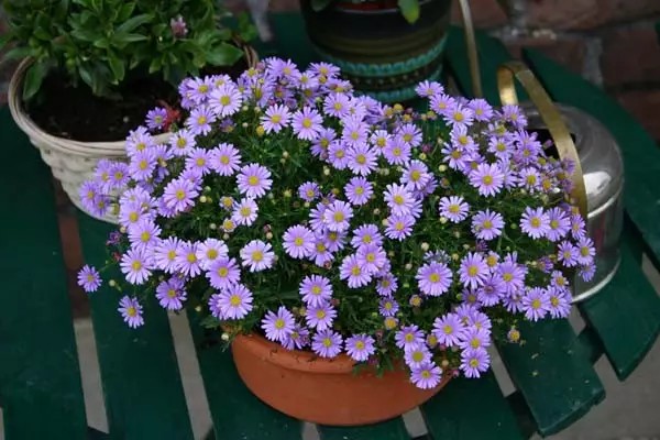 草本植物