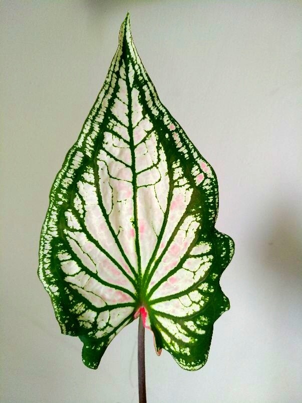 花叶芋