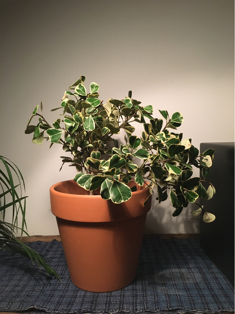 花卉