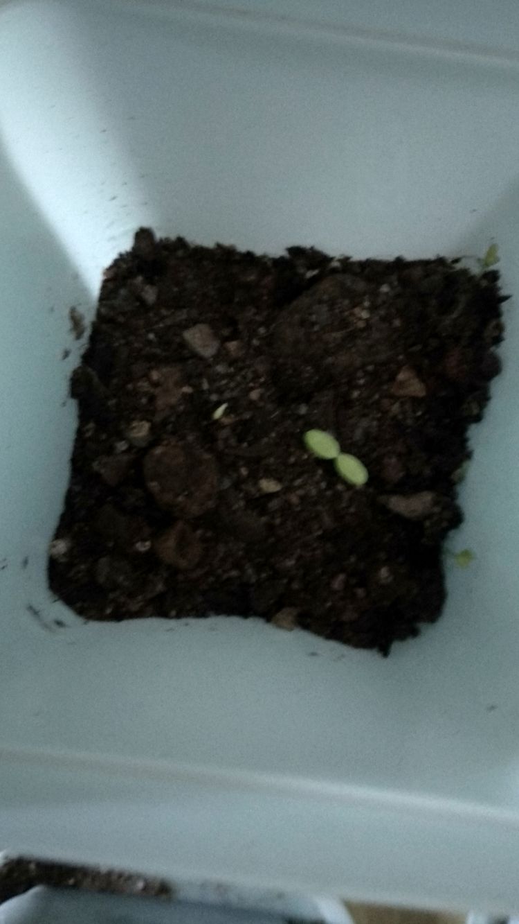 白晶菊