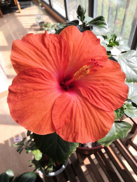 花卉