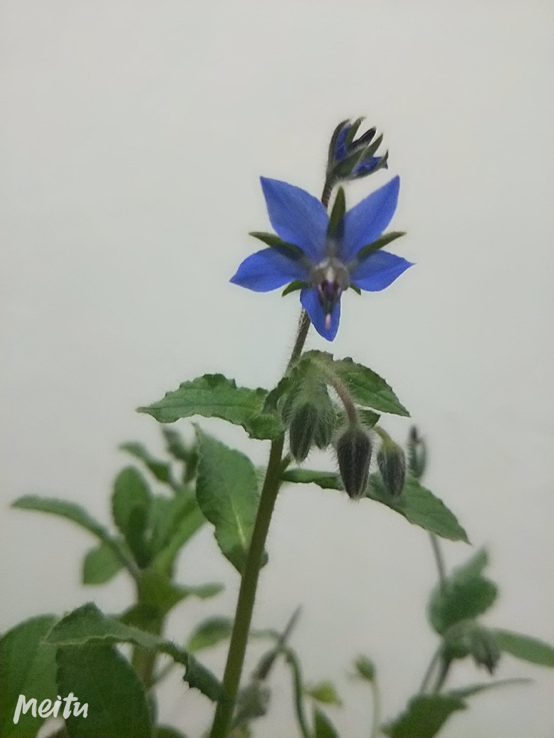 琉璃苣