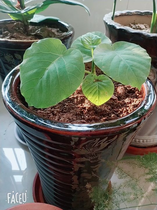 爱心榕