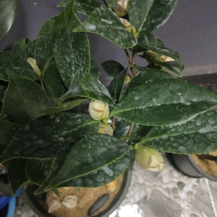 五色赤丹茶花