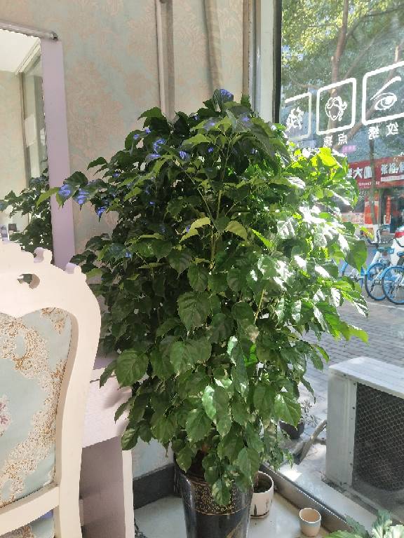 元宝树