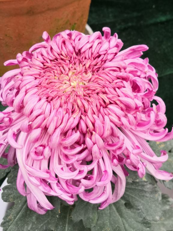 独本菊