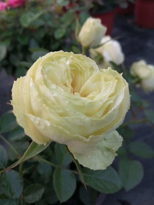 花卉