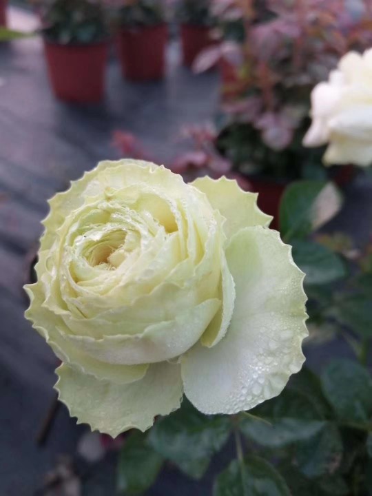 花卉
