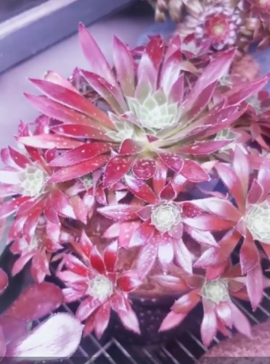 花卉