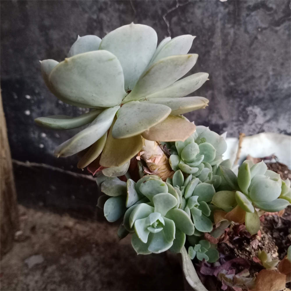 鲁氏石莲花