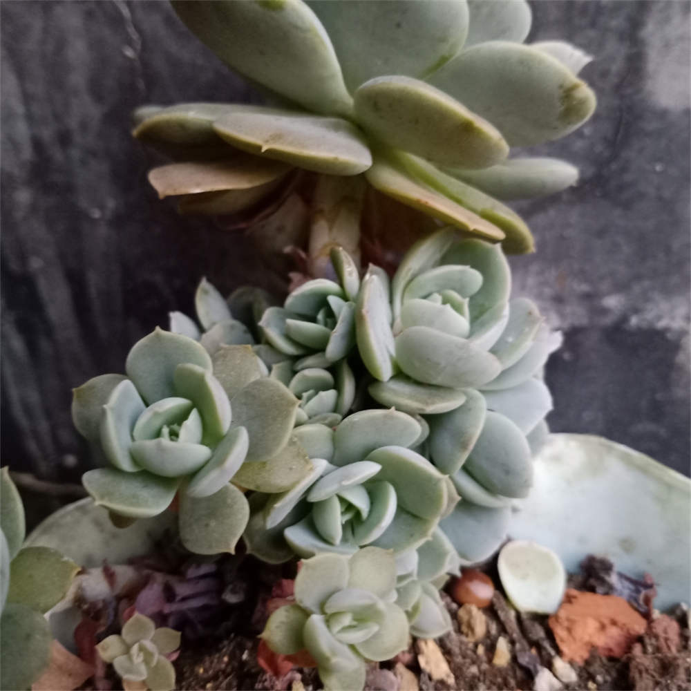 鲁氏石莲花