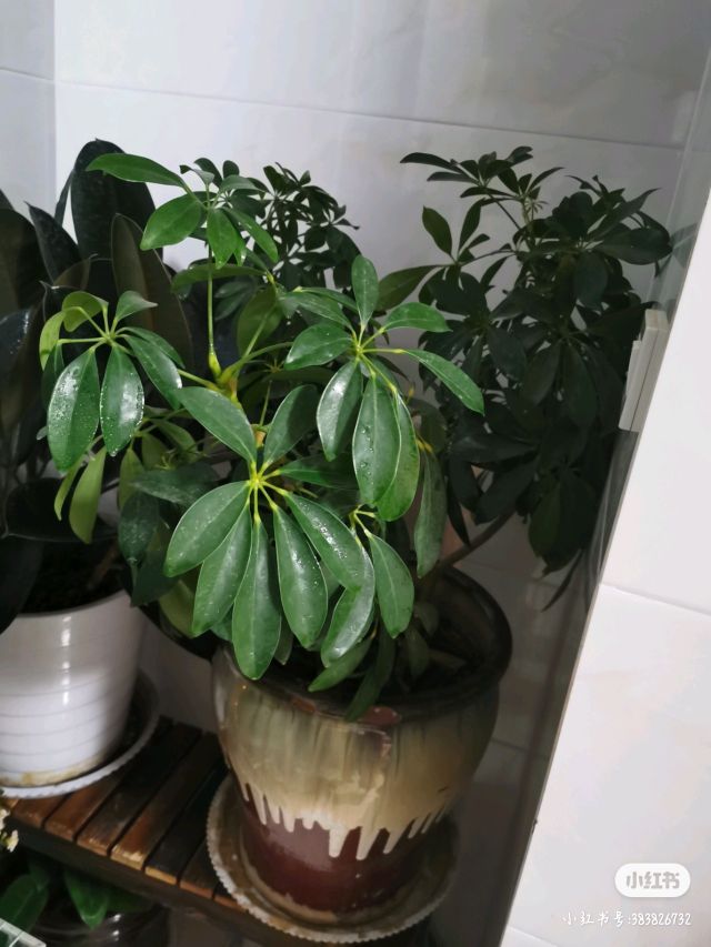 七叶莲