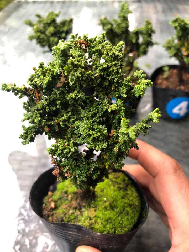 石化桧