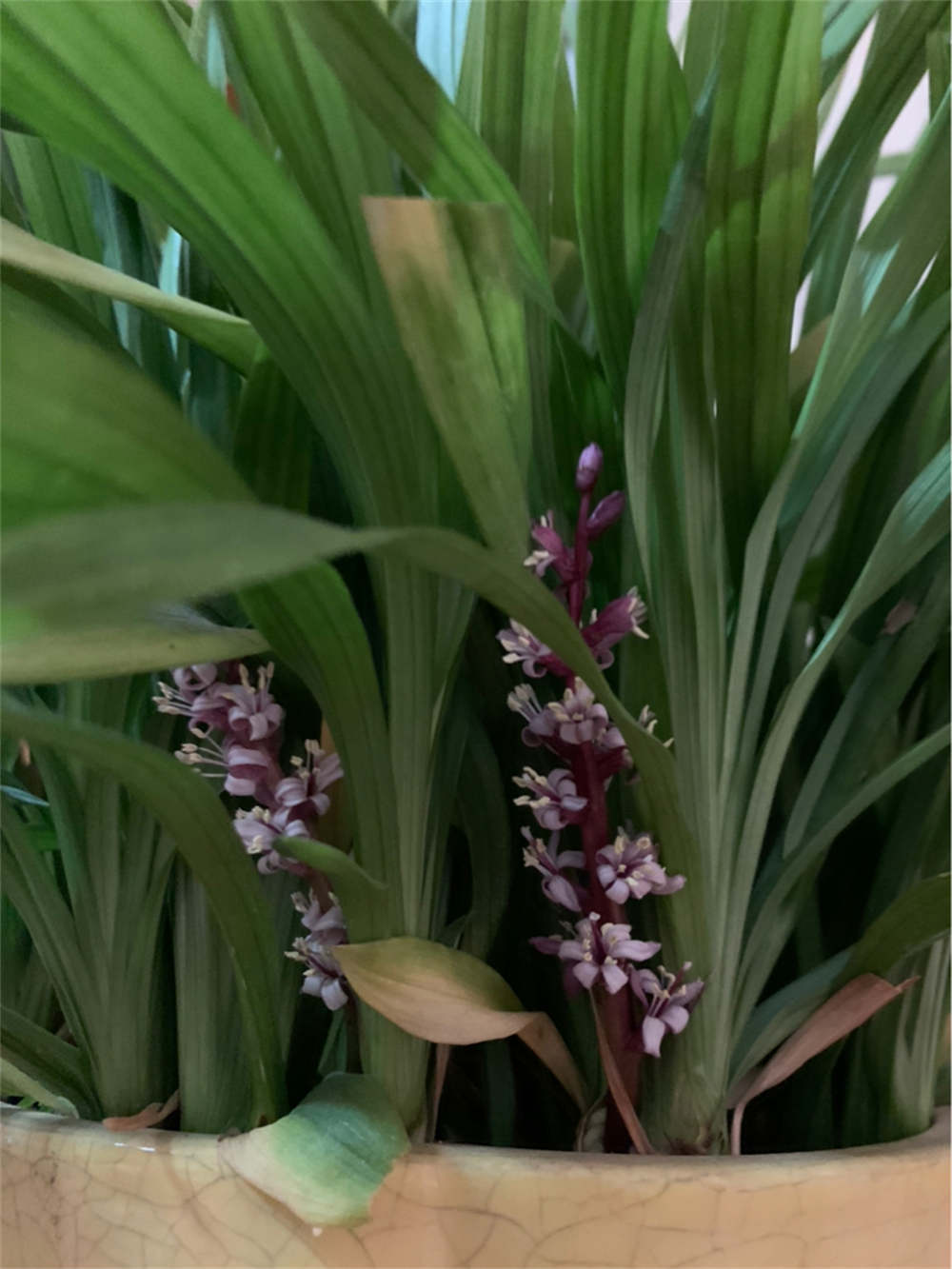 花卉