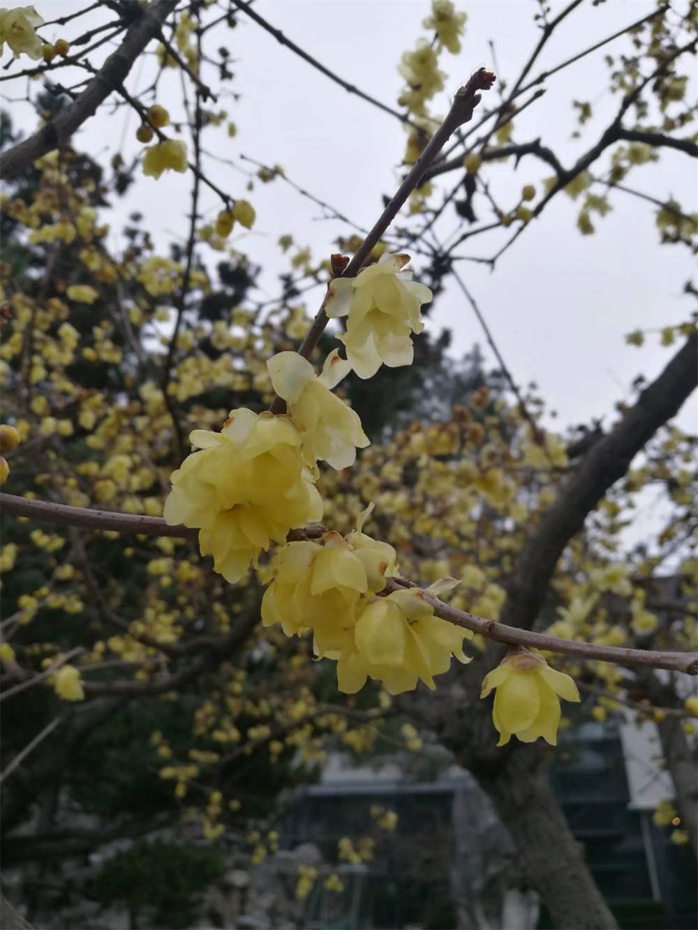 素心梅