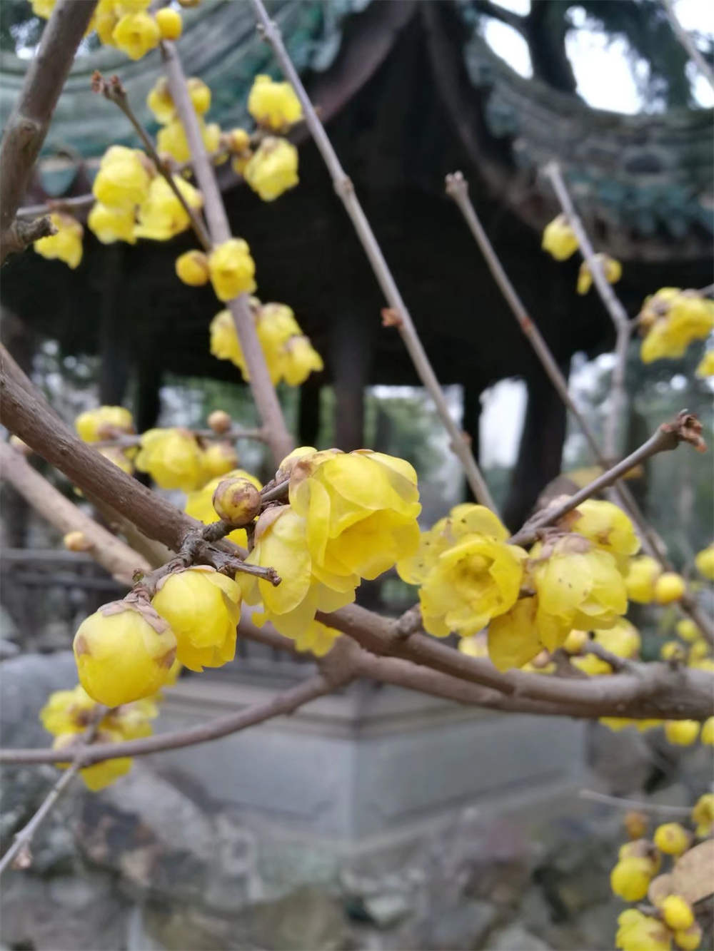素心梅