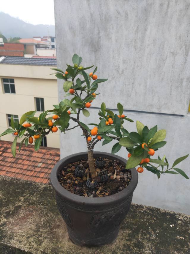 金豆下山桩