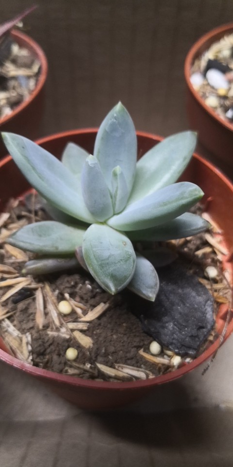 霜之朝