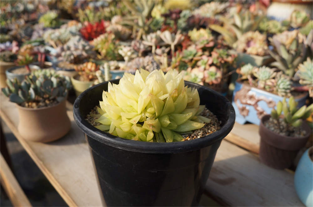 花卉