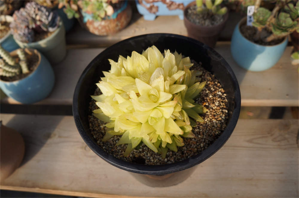 花卉