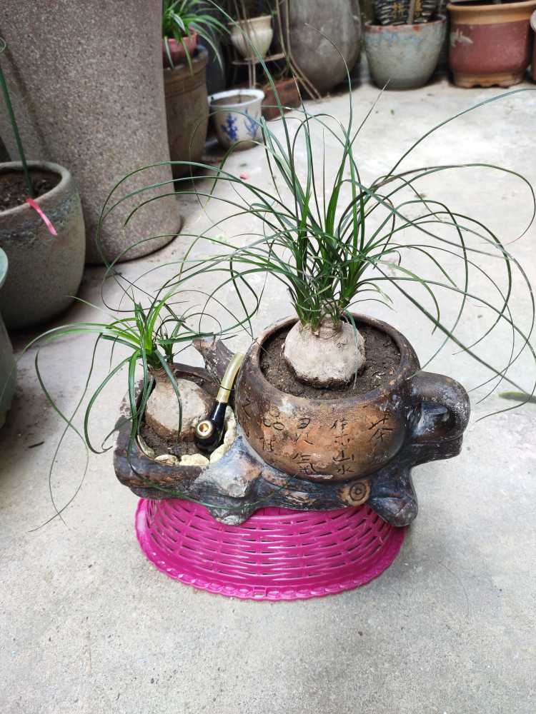 酒瓶兰