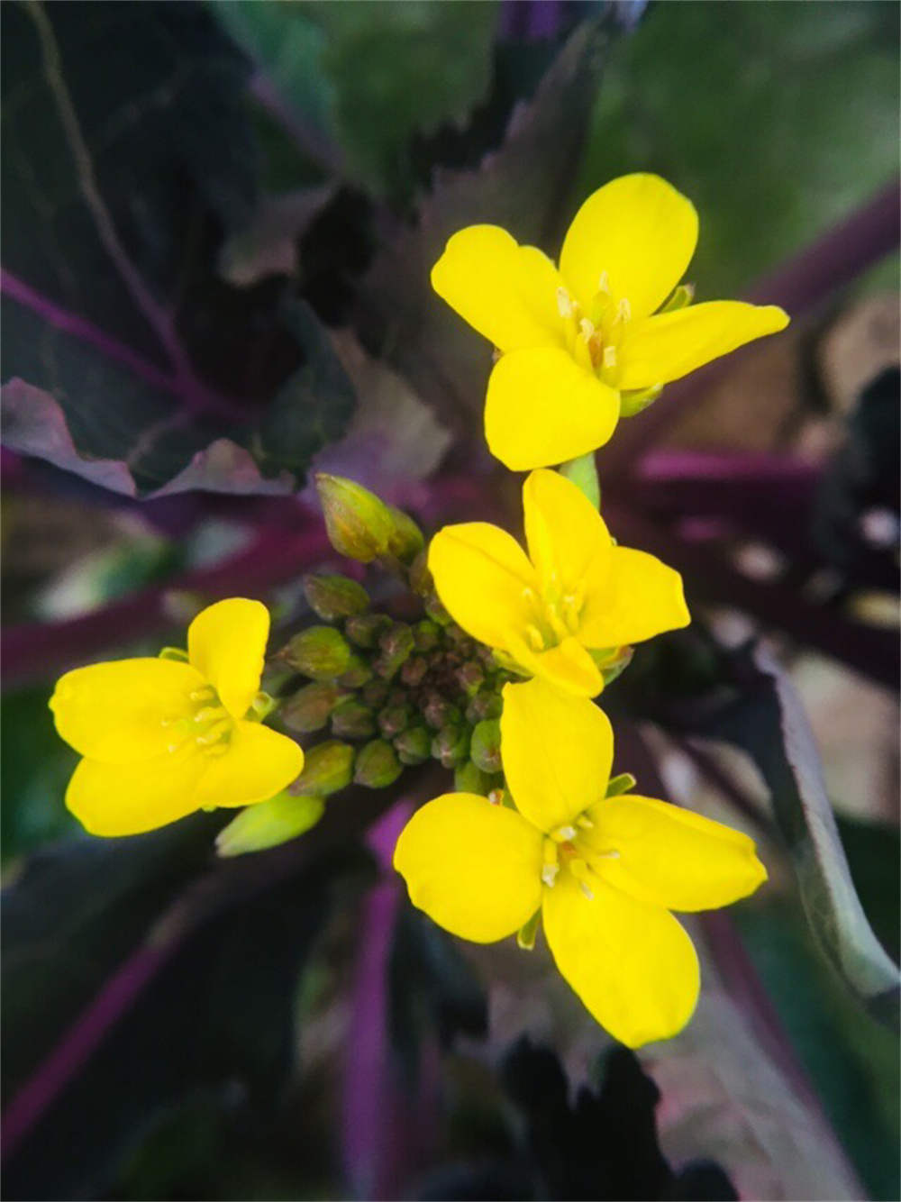 苔菜