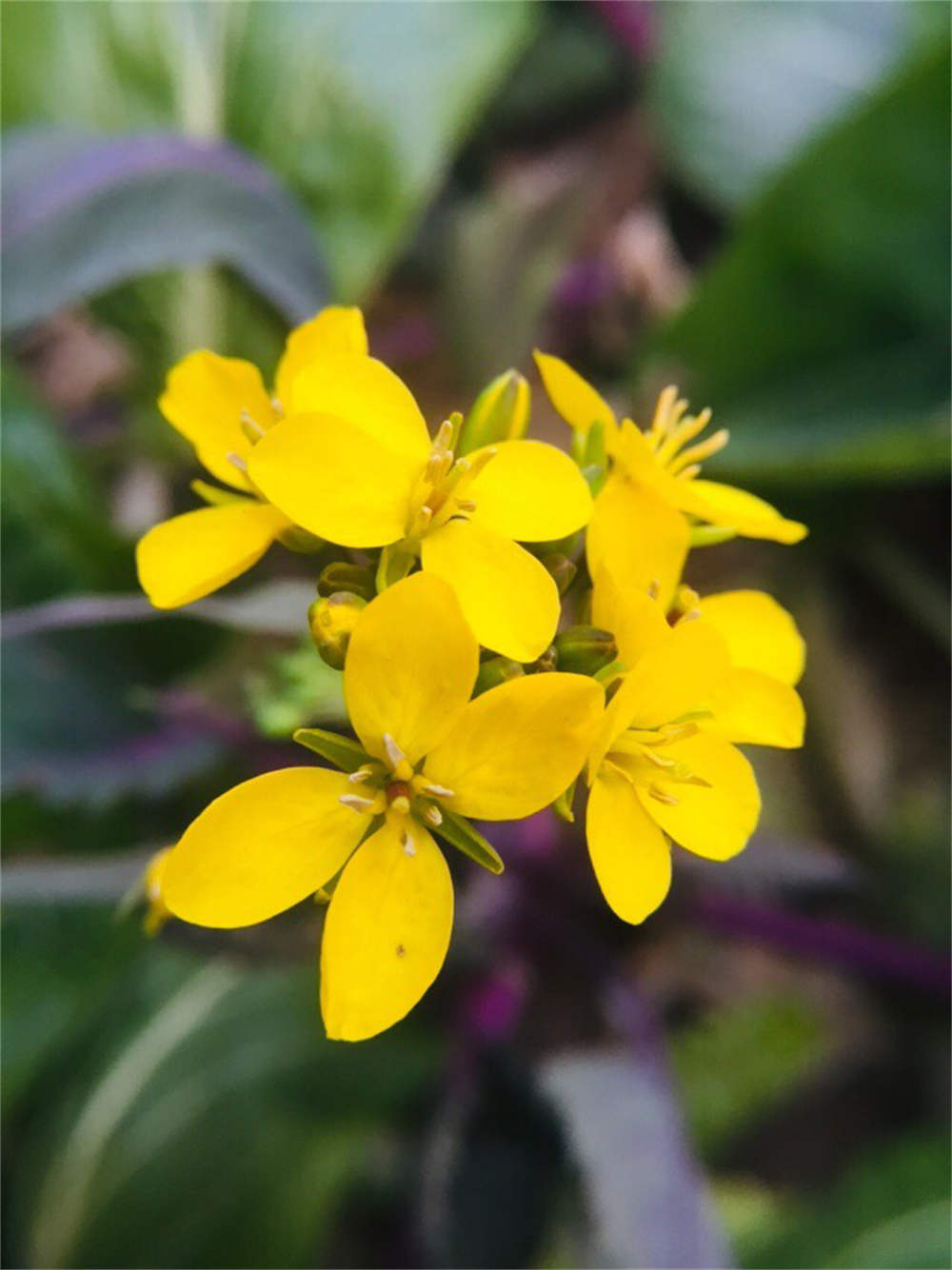 苔菜